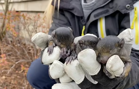 Baby Squirrel Removal Dallas