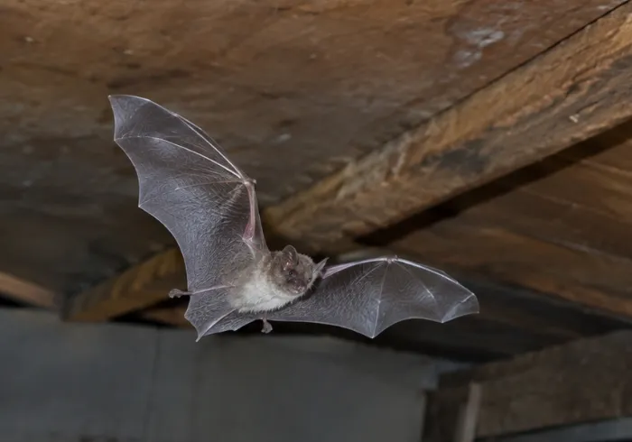Bat roosting in the rafters of attic