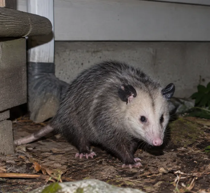Opossum removed from under a home
