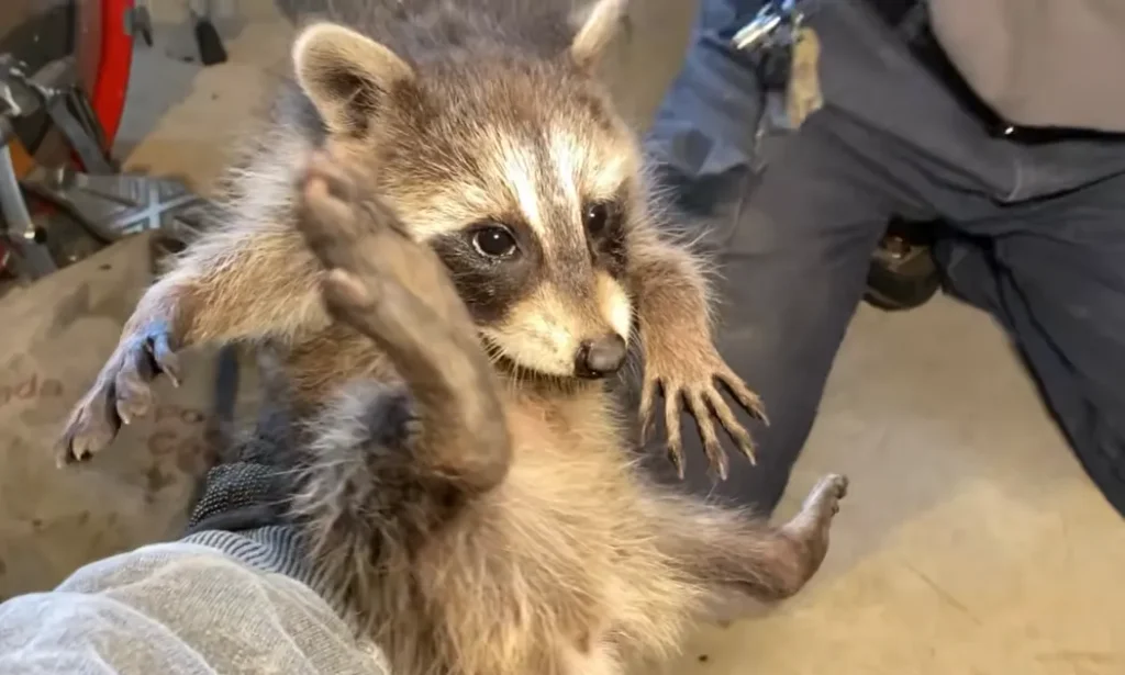 Raccoon caught during wildlife removal in a Dallas