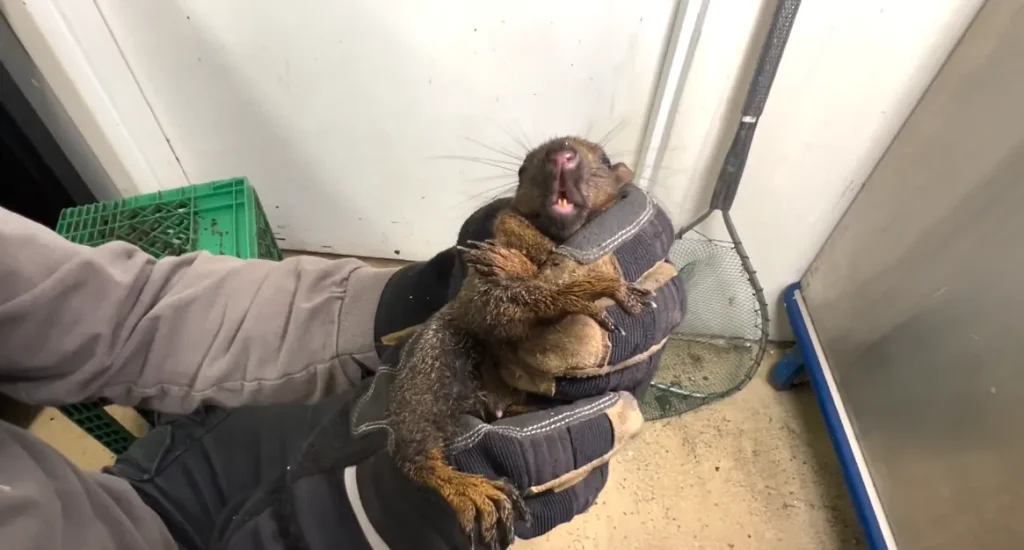Squirrel trapped and removed from a Dallas home roofline