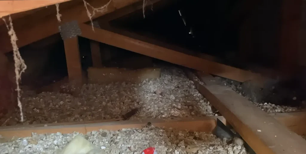Attic showing signs of wildlife activity