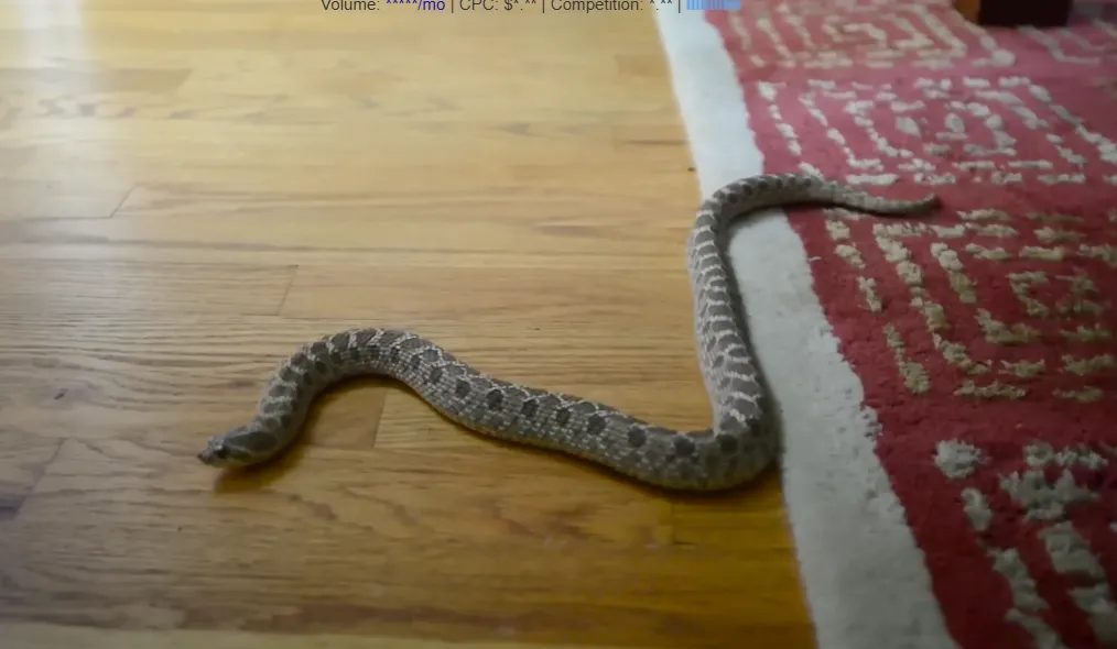 Snake found indoors on a Dallas home floor